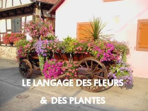 LE LANGAGE DES FLEURS DES PLANTES ACACIA ROSE