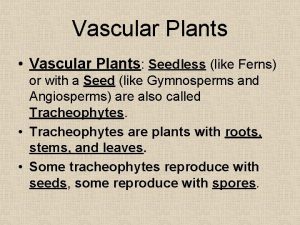 Vascular Plants Vascular Plants Seedless like Ferns or
