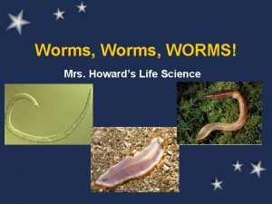 Worms WORMS Mrs Howards Life Science Worms WORMS