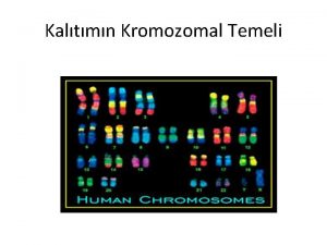 Kaltmn Kromozomal Temeli karyotikProkaryotik Kromozom karyot virs prokaryotlar
