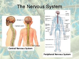 The Nervous System Central Nervous System Peripheral Nervous