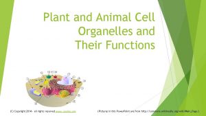 Plant and Animal Cell Organelles and Their Functions