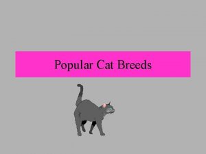 Popular Cat Breeds One of the oldest breeds