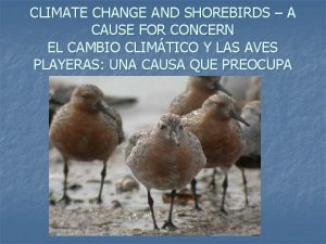 CLIMATE CHANGE AND SHOREBIRDS A CAUSE FOR CONCERN