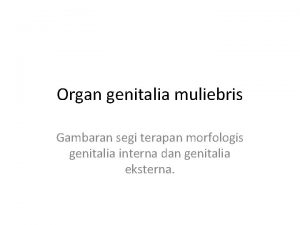 Organ genitalia muliebris Gambaran segi terapan morfologis genitalia