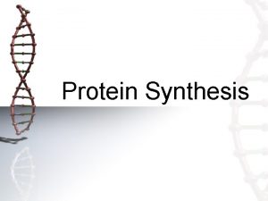 Protein Synthesis The Central Dogma of Biology Refers