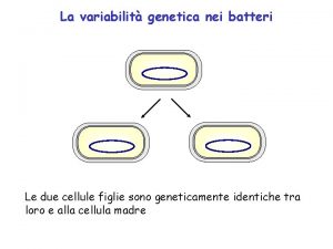 La variabilit genetica nei batteri Le due cellule