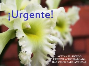Urgente ACTIVA EL SONIDO PRESENTACIN HABLADA HAZ CLICK