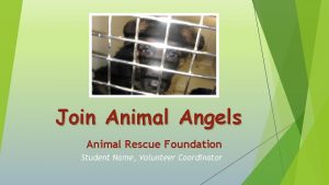 Join Animal Angels Animal Rescue Foundation Student Name