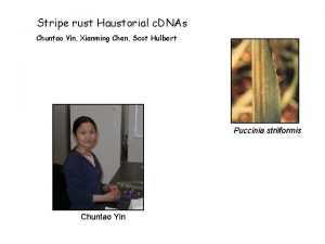 Stripe rust Haustorial c DNAs Chuntao Yin Xianming
