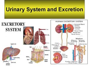 Urinary System and Excretion 16 1 EXCRETION Is