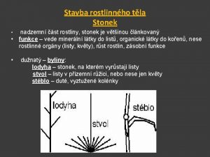 Stavba rostlinnho tla Stonek nadzemn st rostliny stonek