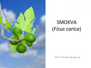 SMOKVA Ficus carica Nikola karid mag ing agr