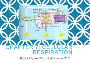 CHAPTER 7 CELLULAR RESPIRATION CELLULAR RESPIRATION Process where