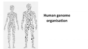 Human genome organisation Human genome The human genome