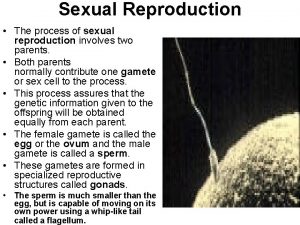 Sexual Reproduction The process of sexual reproduction involves