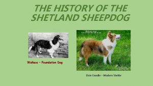 THE HISTORY OF THE SHETLAND SHEEPDOG Wallace Foundation