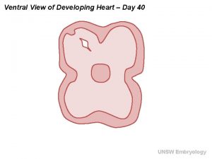 Ventral View of Developing Heart Day 40 UNSW