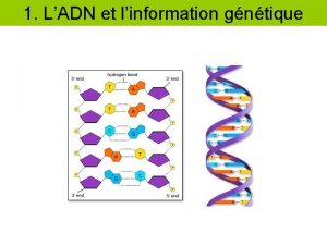 1 LADN et linformation gntique lADN linformation gntique