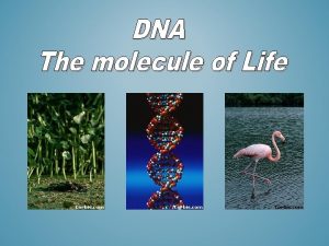 Nucleic Acids l Ribonucleic acid RNA Single stranded