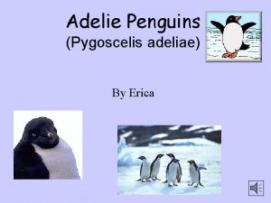 Adelie Penguins Pygoscelis adeliae By Erica Fun Facts