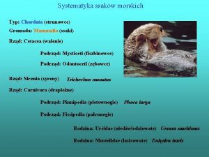 Systematyka ssakw morskich Typ Chordata strunowce Gromada Mammalia
