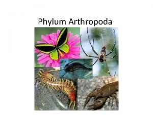 Phylum Arthropoda arthro joint poda foot Habitat arthropods