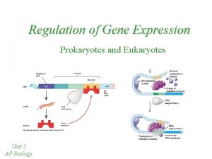 Regulation of Gene Expression Prokaryotes and Eukaryotes Unit