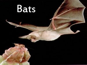 Bats Bats are very unique Bats are mammals