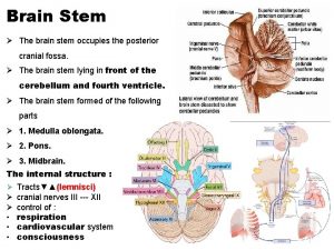 Brain Stem The brain stem occupies the posterior