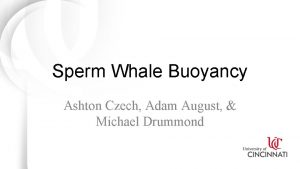 Sperm Whale Buoyancy Ashton Czech Adam August Michael