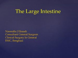 The Large Intestine Naseralla J Elsaadi Consultant General