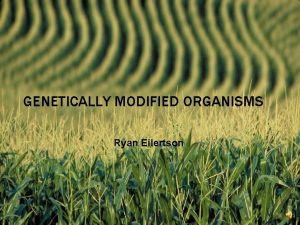 GENETICALLY MODIFIED ORGANISMS Ryan Eilertson WHAT ARE GMOS
