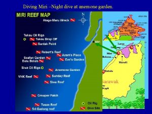 Diving Miri Night dive at anemone garden Night