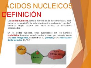 CIDOS NUCLEICOS DEFINICIN Los cidos nucleicos como la