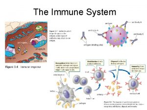 The Immune System Infectious Disease Pathogens are diseasecausing