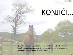 12 2011 KONJII ljepota snaga poetinost neodoljivost strast