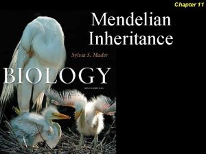 Chapter 11 Mendelian Inheritance 2 Outline Blending Inheritance