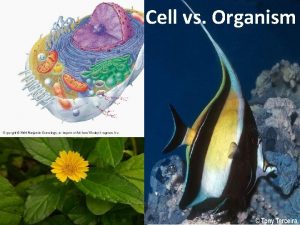 Cell vs Organism GAS EXCHANGE Gas exchange Gas