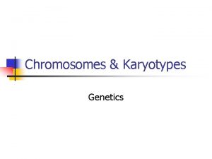 Chromosomes Karyotypes Genetics What is a Chromosome n