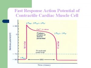 Fast Response Action Potential of Contractile Cardiac Muscle