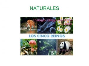 NATURALES CMO SE CLASIFICAN LOS SERES VIVOS Hay