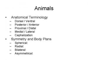 Animals Anatomical Terminology Dorsal Ventral Posterior Anterior Proximal