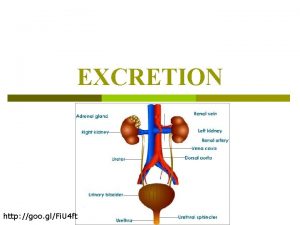 EXCRETION http goo glFi U 4 ft Excretion