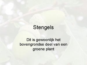 Stengels Dit is gewoonlijk het bovengrondse deel van