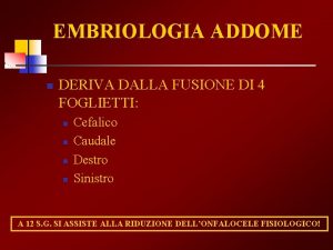 EMBRIOLOGIA ADDOME n DERIVA DALLA FUSIONE DI 4