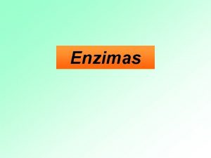 Enzimas Enzimas Catalizadores biolgicos Protenas de forma globular