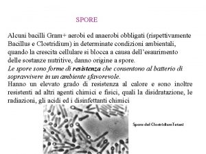 SPORE Alcuni bacilli Gram aerobi ed anaerobi obbligati