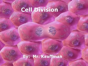 Cell Division By Mr Kauffman Outline Cells Review