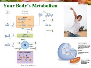 Your Bodys Metabolism 2010 Pearson Education Inc Metabolism